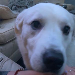 Meet your Posher, Neshat